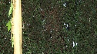 Hottest Fairies Scene-2beautiful Blonde Lesbian Fairies Antonia Dedona&michelle Thorne Fuck Their Pussy with a Dildo