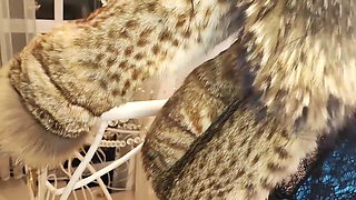 Goddess in Furs, Toilet Slavery