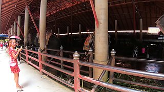 Elephants feeding with Thai girlfriend