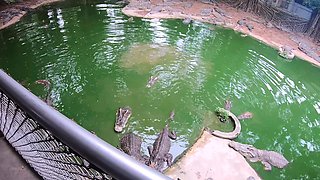 Crocodile feeding and pussy pleasing