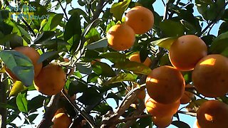 If used without permission, the video will be banned. : Big Tits, Amateur  Japanese Porn