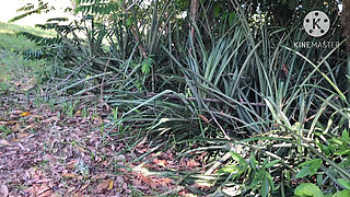 Stranger Fucks Me for Money Outdoors