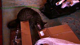 Amateur Teen Toying Fingering At Home