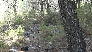 Cheating Moroccan Wife Fucking Outdoor Sex