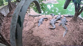 Crocodiles munching and making his amateur Thai GF cum hard