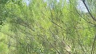 Yinli León Onlyfans Creampie - Big ass