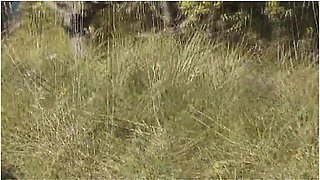 On Wild Beach Pervert Saw Beautiful Sexy Blonde Sunbathing Naked. Cock Masturbation And Cumshot. Pov