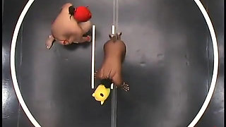 Yellow Kitty and Crimson Ninja