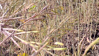 Hot desi sweet girlfriend