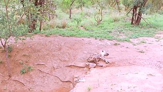 My EBONY safari guide craved my big cock
