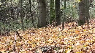 Dominatrix Mistress April - Forrest beating