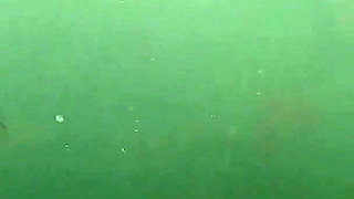 Mermaid Spotted! Wet Encounter in Lost Cove