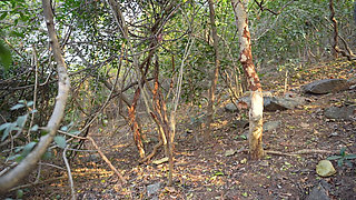 A Lone Girl in the Jungle Has Sex