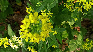 Bengali Wife First Time Video - Wet Pussy fingering 2026